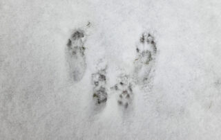 Group of tracks from animal moving across my backyard