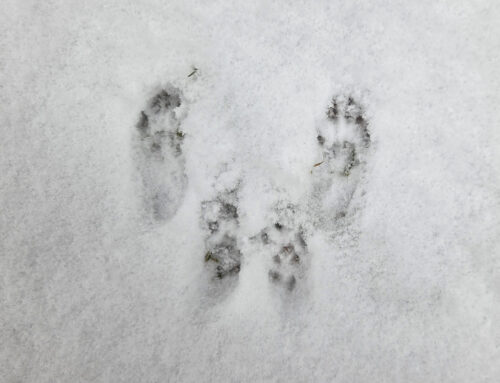 Tracking basics (part 1)