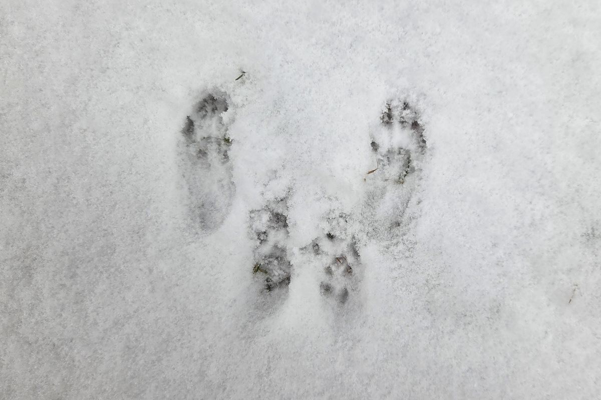 Group of tracks from animal moving across my backyard