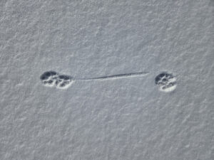 Boots in a trot, with toe drag coming off the smaller rear foot (Macrae Farm Park)