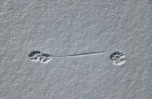 Boots in a trot, with toe drag coming off the smaller rear foot (Macrae Farm Park)