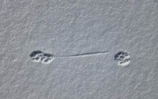 Boots in a trot, with toe drag coming off the smaller rear foot (Macrae Farm Park)