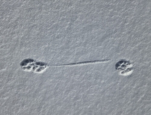 Finding direction of movement (part 3)