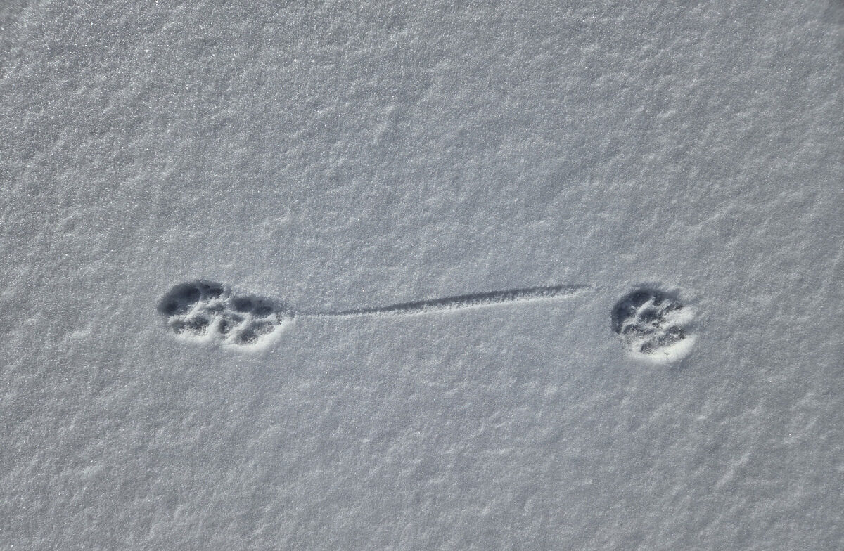 Boots in a trot, with toe drag coming off the smaller rear foot (Macrae Farm Park)
