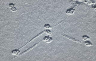 Intersection of toe dog trails. The curving lines showing the toe drag coming out of the track and curving into the next track. Tracks going from top left to bottom right who heel drag coming into the track (Macrae Farm Park)