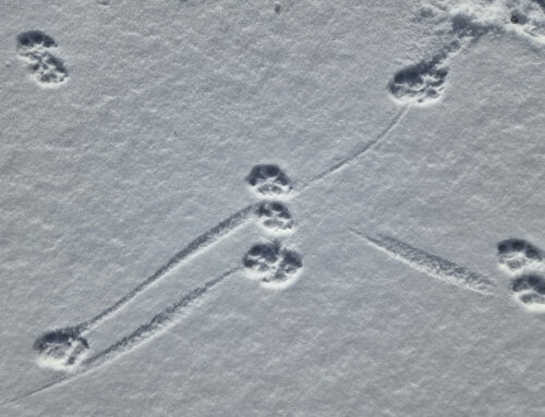 Tracking dogs (part 2)