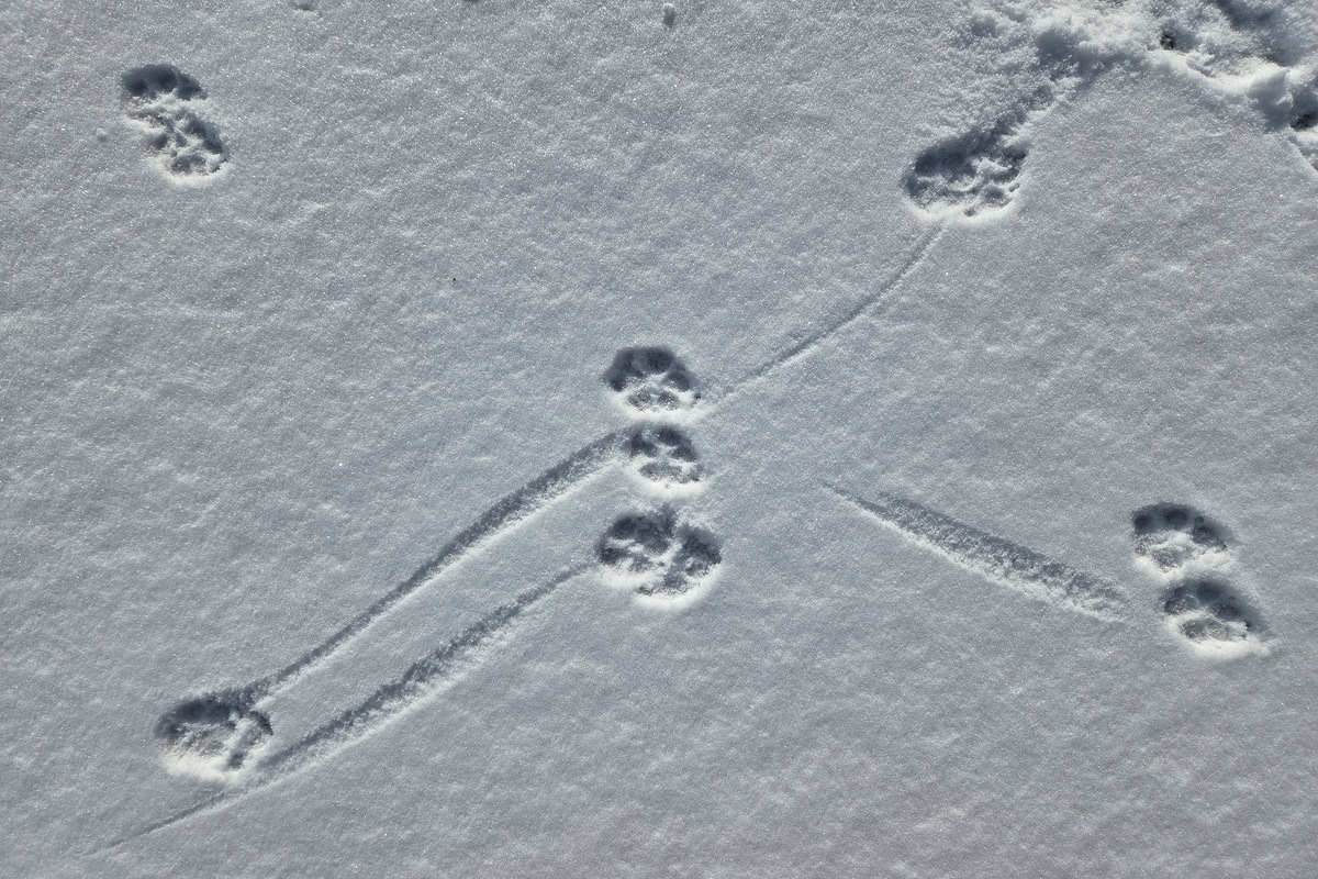 Intersection of toe dog trails. The curving lines showing the toe drag coming out of the track and curving into the next track. Tracks going from top left to bottom right who heel drag coming into the track (Macrae Farm Park)