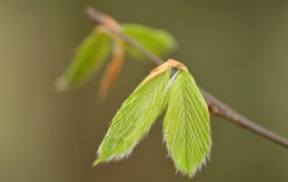 The downy young leaves of American beech. As the leaves age they lose that protective layer (June 10, 2018)
