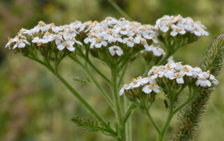Common Yarrow (Achillea millefolium) in Frogn, Norway (From wikipedia)