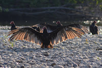 Turkey vultures sunning themselves on the Winooski River Turkey vultures sunning themselves on the Winooski River