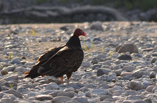 Turkey vulture hanging out along the Winooski River Turkey vulture hanging out along the Winooski River
