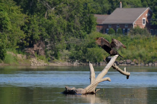 Double-crested cormorant sunning itself Double-crested cormorant sunning itself