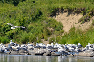 Colony of ring-billed gulls on the Winooski River Colony of ring-billed gulls on the Winooski River