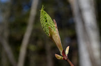 Striped maple Striped maple