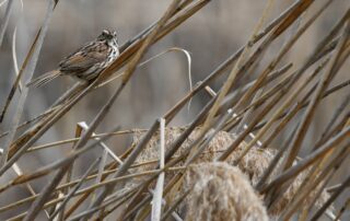 Hummingbird waving hello from its perch atop a phragmites flower stalk (Centennial Woods, Burlington)