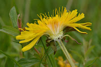 Dandelion flower cross-section Dandelion flower in cross-section