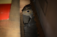 Young gray squirrel in Laura's basement Young gray squirrel in Laura's basement