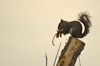 Adult gray squirrel eating silver maple seeds Adult gray squirrel eating silver maple seeds