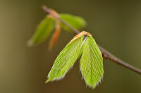 American beech American beech