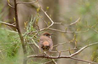 Witch-hazel with veery Witch-hazel with veery