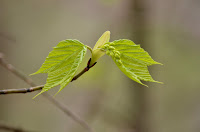 Striped maple Striped maple