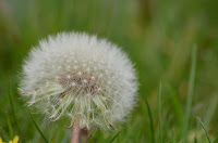 Dandelion flower gone to seed Dandelion flower gone to seed