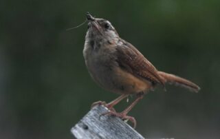 Carolina wren brining an insect back to its nest (Backyard, Burlington)