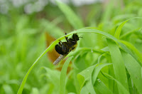 Bumble bee seeking shelter Bumble bee seeking shelter