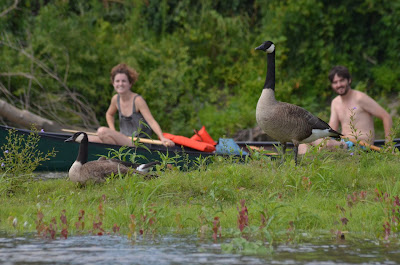 Meryl, Carlos, and the Canada geese Meryl, Carlos, and the Canada geese