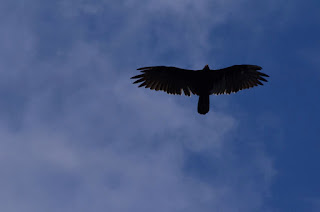 Turkey Vulture enjoying the warmth Turkey Vulture enjoying the warmth