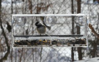 Black-capped chickadee at the bird feeder (Backyard, Burlington)