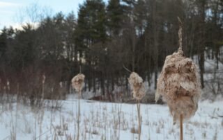 Cattail herm (Centennial Woods, Burlington)