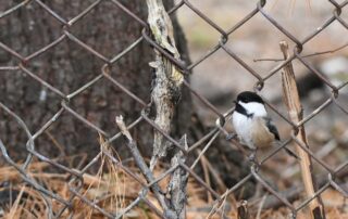 Black-capped chickadee on a fence (Backyard, Burlington)