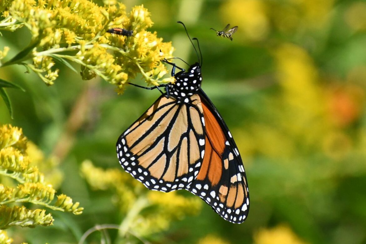 Fight for the nectar, male monarch butterfly, lady beetle larva and yellow jacket