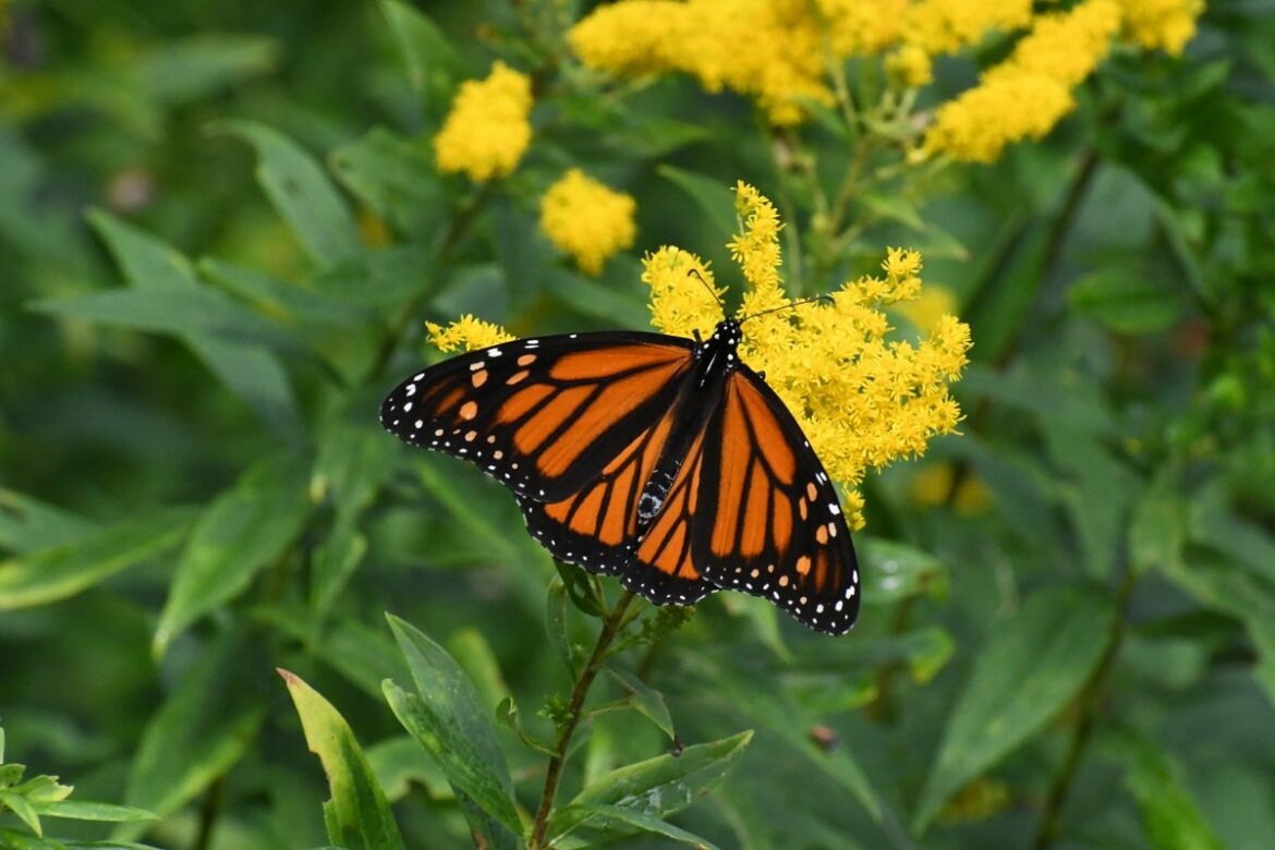 Female monarch on goldenrod