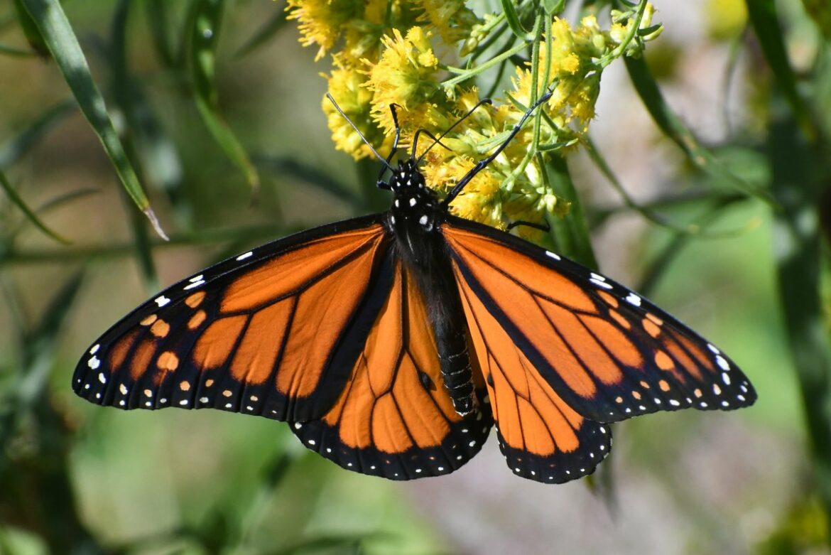 Male monarch on goldenrod flowers