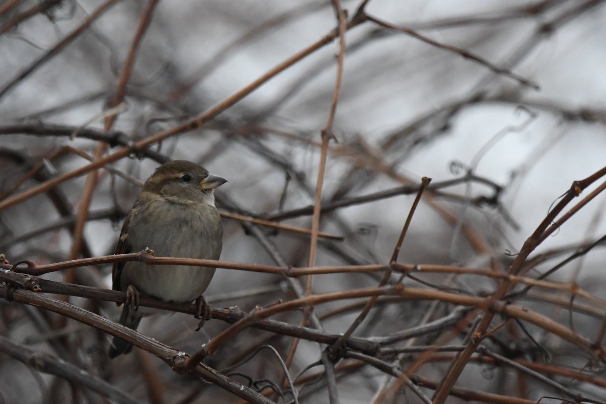 Taxonomy: Birds | Crow's Path