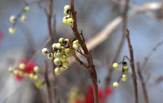 The yellow, pumpkin-like fruits of poison ivy (Derway Island)