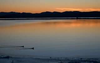 A pair of mergansers foraging in the shallows (Perkins Pier, Burlington)