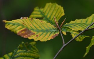 Fall foliage of American beech, with buds ready for the impending winter (Bolton Notch, Bolton)