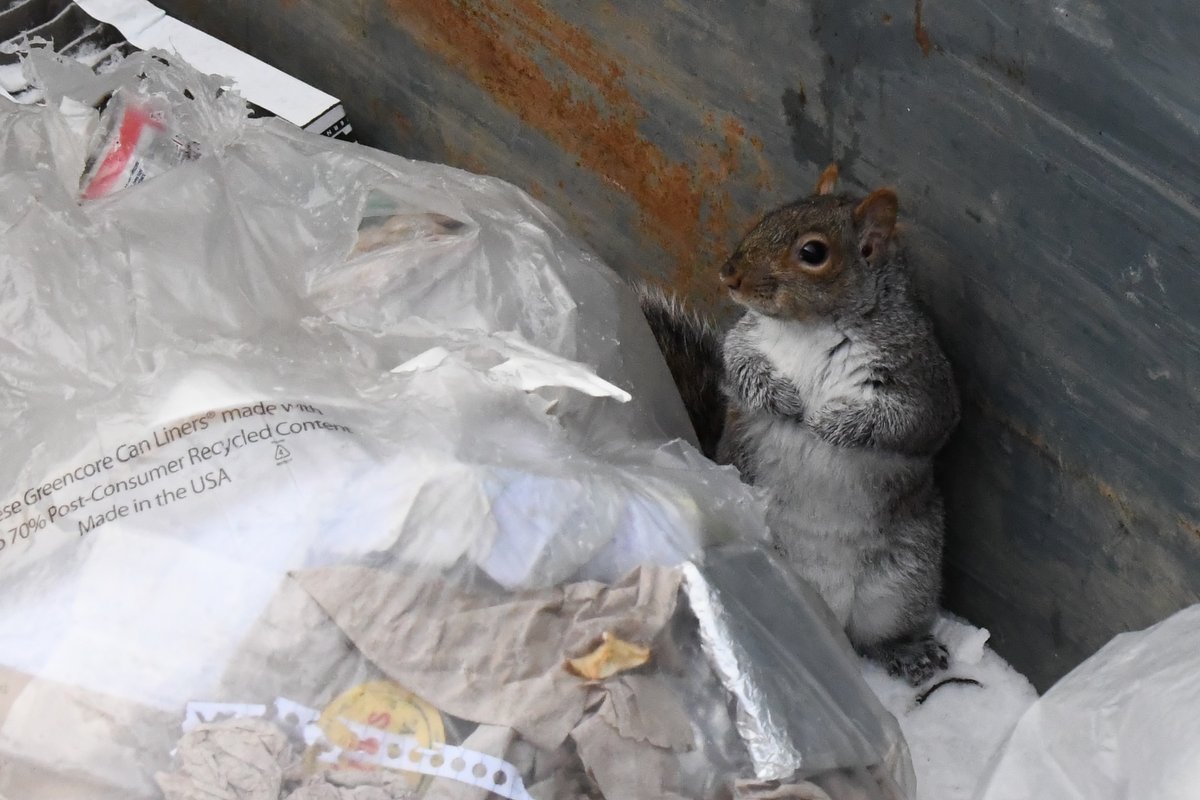 Taxonomy: Mammals | Crow's Path