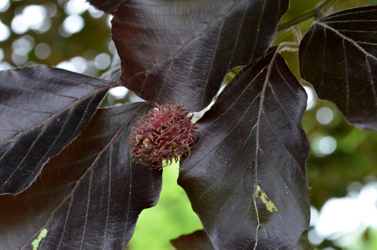 Even the fruits of a purple European beech are purple (Newport, RI)