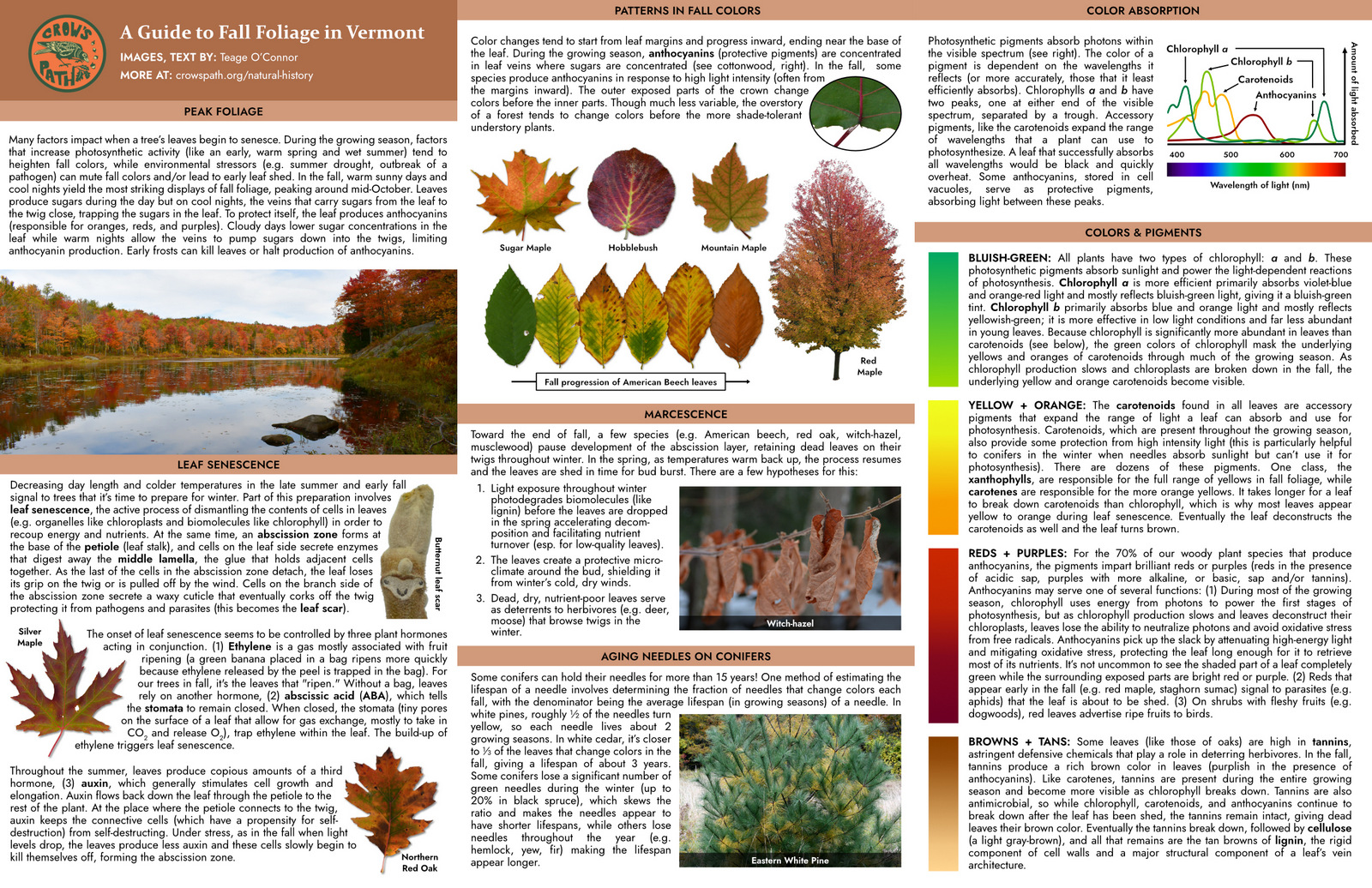 Page 1 of Field Guide to the fall colors of Vermont's trees