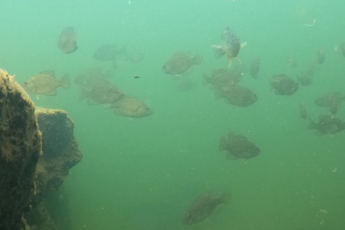 Taxonomy: Fish | Crow's Path