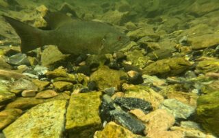 Male smallmouth bass defending its nest (Rock Point, Lake Champlain)