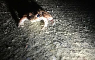 The ever-ominous male wood frog casting a long shadow (Pond Rd, Shelburne)