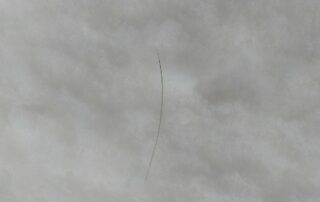 Winter hair of white-tailed deer are hollow and wavy