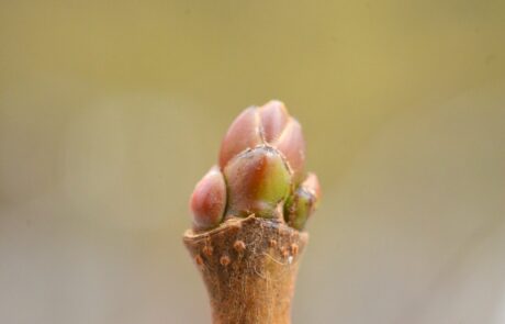 Norway maple bud. Detail showing brownish orange fuzz beneath the bud scales and cluster of lenticels beneath the buds. Hmmm....is that a pattern? (Centennial Woods)