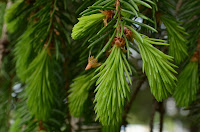 New growth on spruce tips New growth on spruce tips