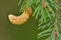 Newly emerged male cones on spruce Newly emerged male cones on spruce